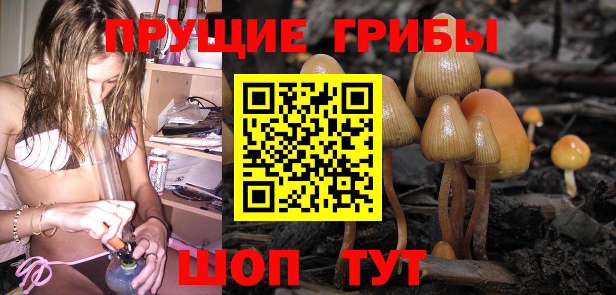 Галлюциногенные грибы Psilocybine cubensis  Вход с VPN  Красный Сулин 